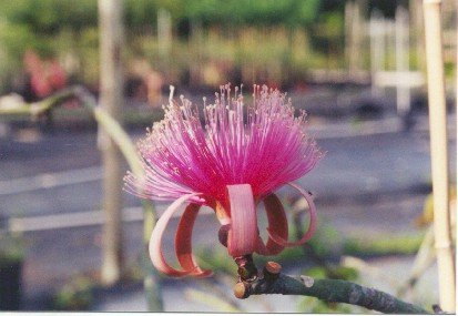 Pseudobombax ellipiticium Wh.jpg